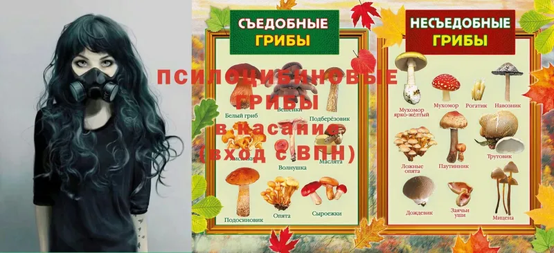 Псилоцибиновые грибы Psilocybe  Емва 